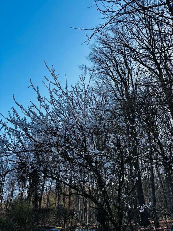 Thumbnail-Haus zum Kaufen in Dortmund 797.000,00 € 173 m²