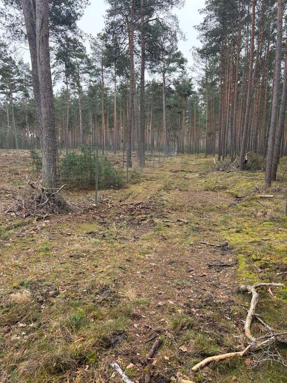 Thumbnail-Grundstück in Gartow 495.284,00 € 275158 m²