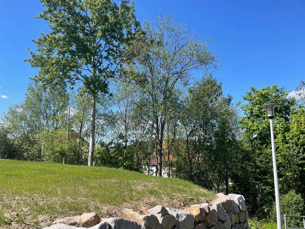 Thumbnail-Grundstück zu verkaufen in Zwickau 100.000,00 € 541 m²