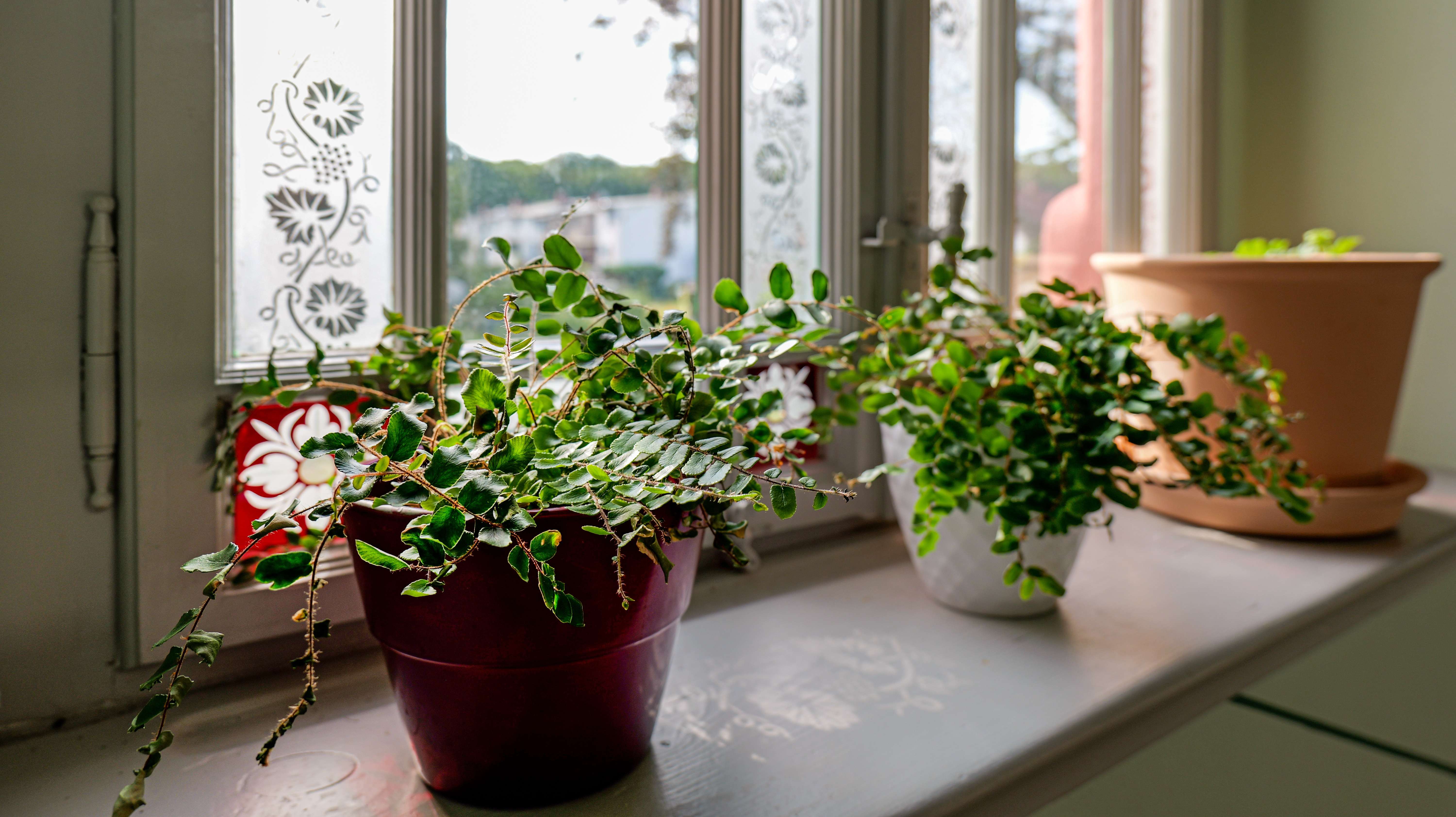 Thumbnail-Wohnung zum Mieten in Frohburg 990,00 € 103 m²