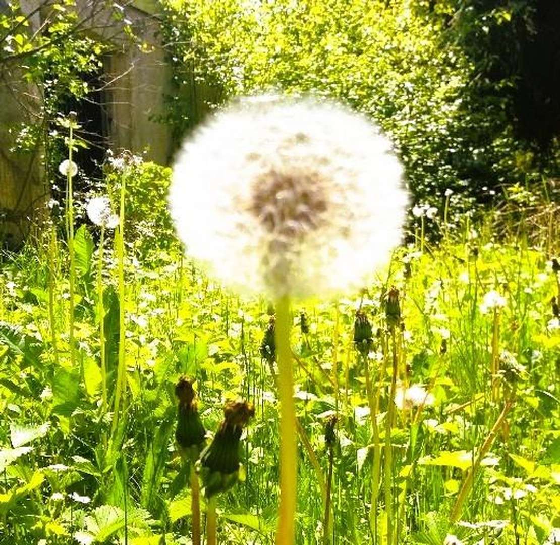 Thumbnail-Haus zum Mieten in Wangen im Allgäu 2.500,00 € 250 m²