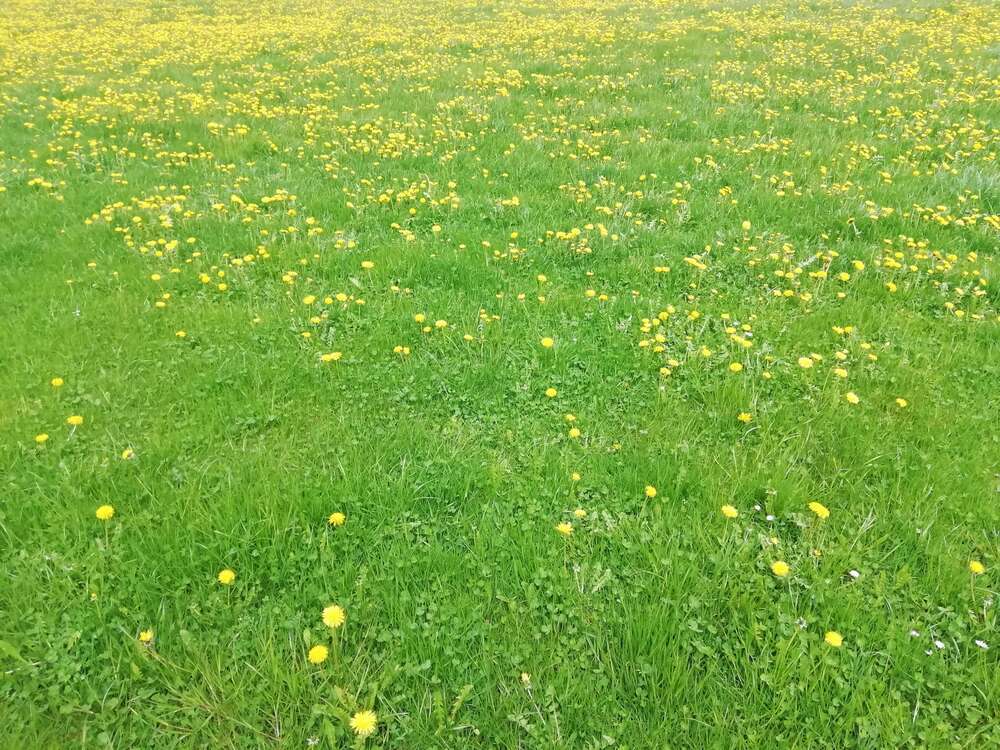 Thumbnail-Grundstück zu verkaufen in Osterzell 200.826,00 € 22314 m²