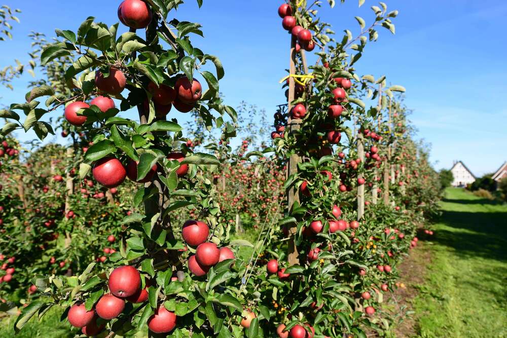 Thumbnail-Grundstück zu verkaufen in Jork 195.000,00 € 521 m²