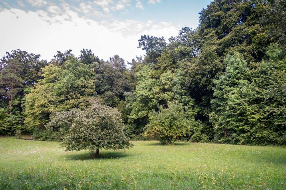 Thumbnail-Grundstück zu verkaufen in Wandlitz 240.000,00 € 619 m²