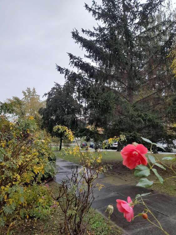 Thumbnail-Wohnung zum Mieten in Dresden 307,00 € 47.43 m²