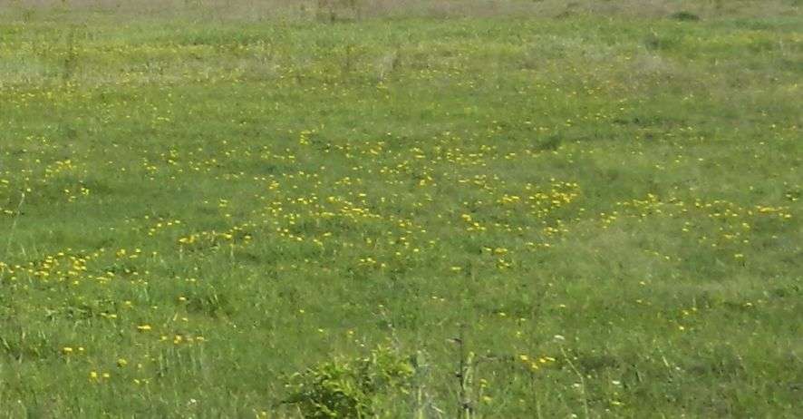 Thumbnail-Grundstück zu verkaufen in Büdingen 390.000,00 € 1425 m²