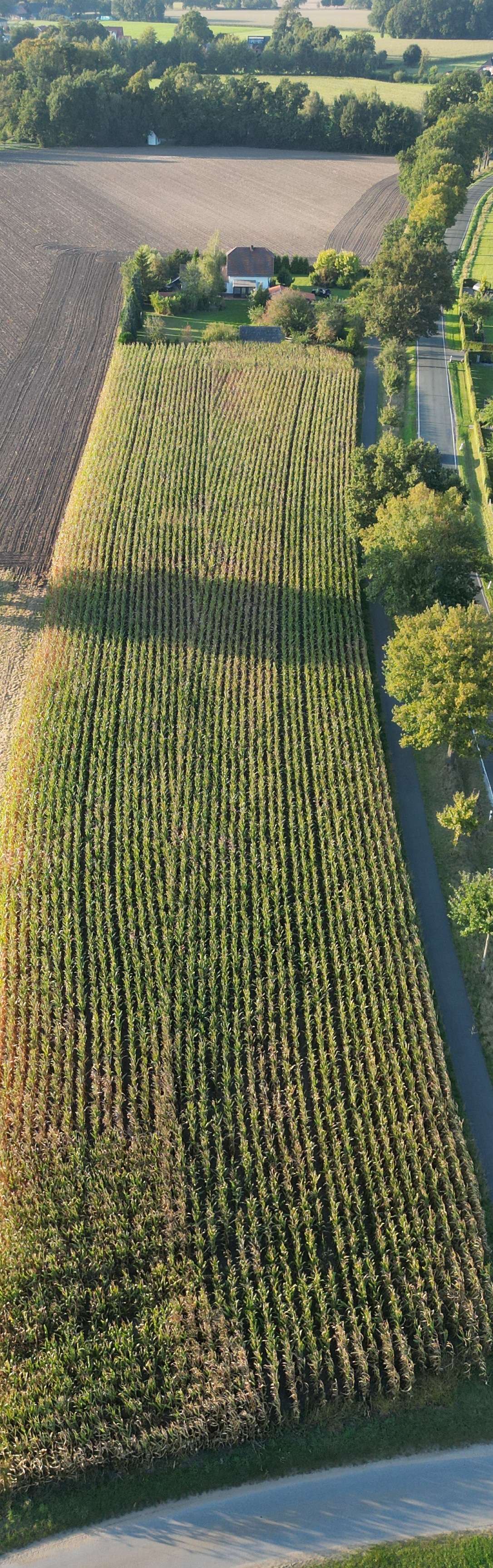 Thumbnail-Haus zum Kaufen in Hövelhof 620.000,00 € 120 m²