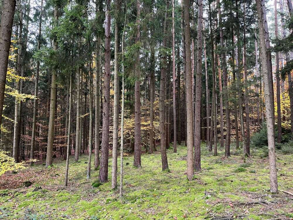 Thumbnail-Grundstück in Brunnen 50.000,00 € 10279 m²