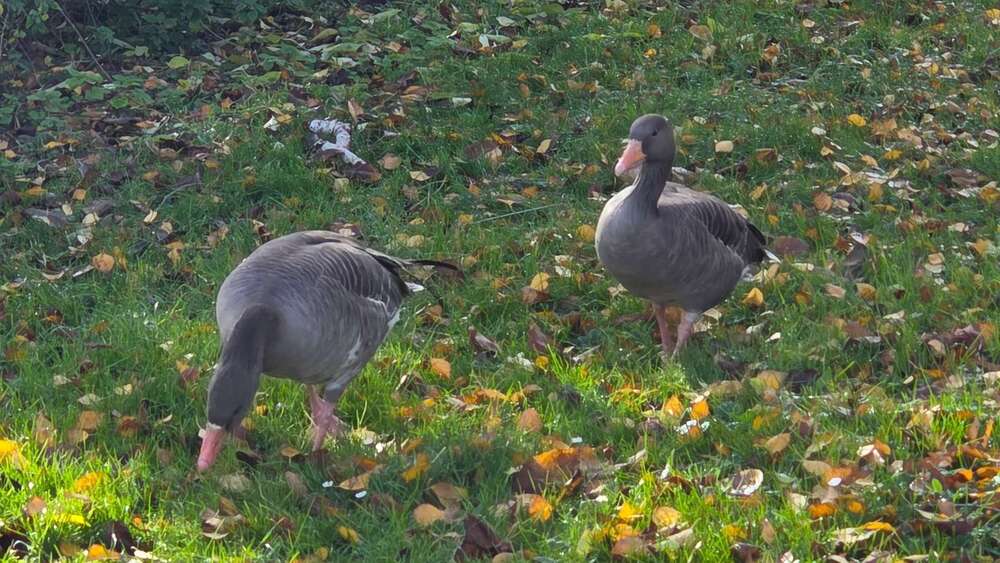 Thumbnail-Haus zum Kaufen in Stuttgart 321.000,00 € 93 m²