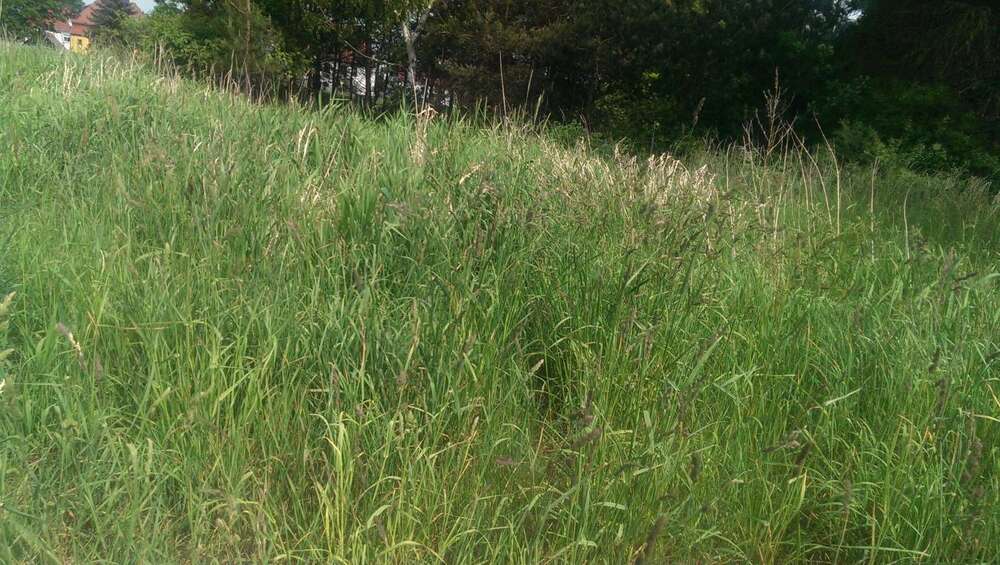 Thumbnail-Grundstück zu verkaufen in Lohmen 100.000,00 € 660 m²