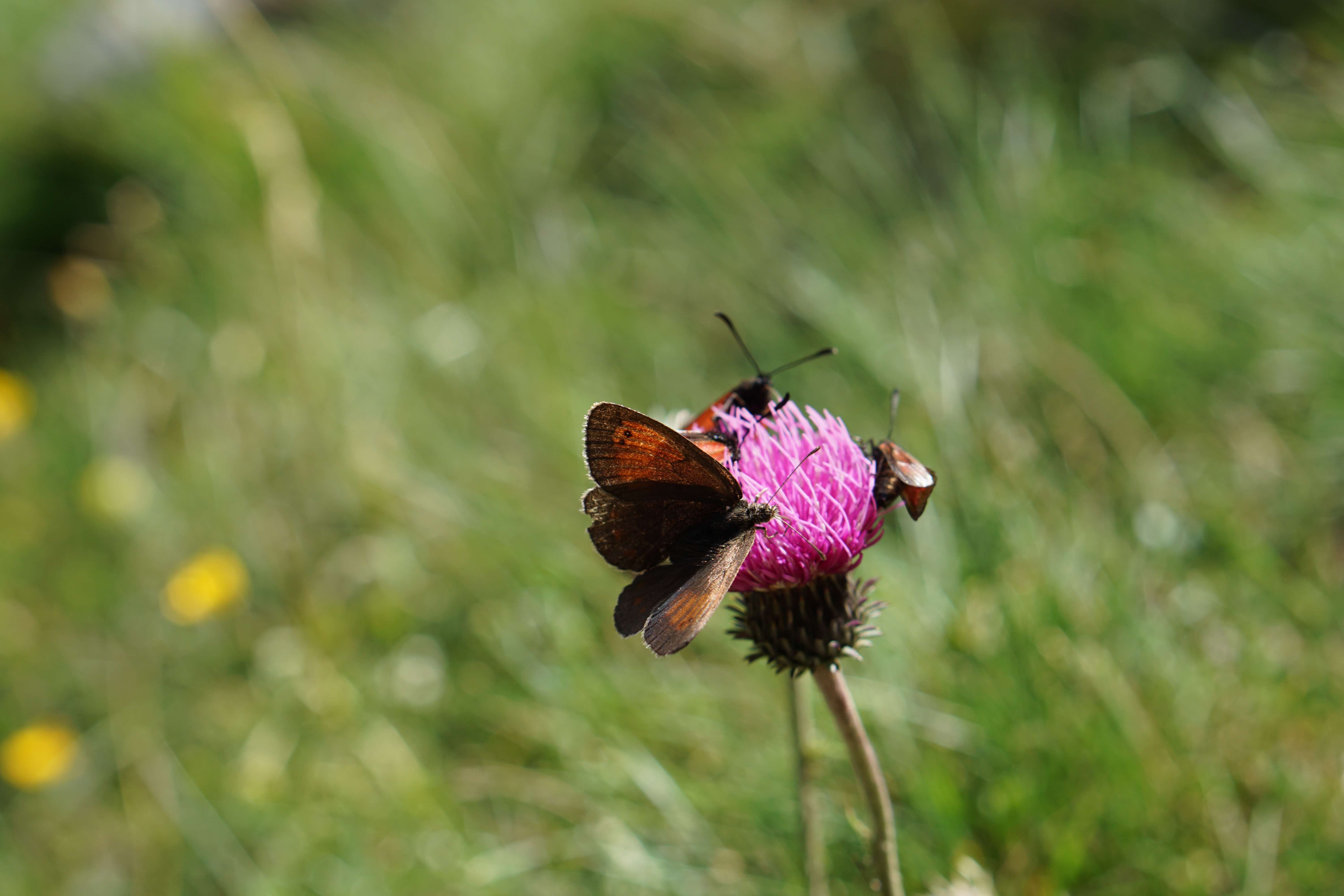 Thumbnail-Grundstück zu verkaufen in Markkleeberg 860.000,00 € 1200 m²
