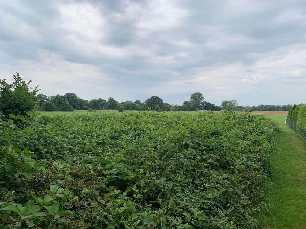 Thumbnail-Grundstück zu verkaufen in Kaltenkirchen 70.000,00 € 1707 m²
