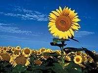 Thumbnail-Haus zum Kaufen in Haßloch , Pfalz 482.800,00 € 156.43 m²