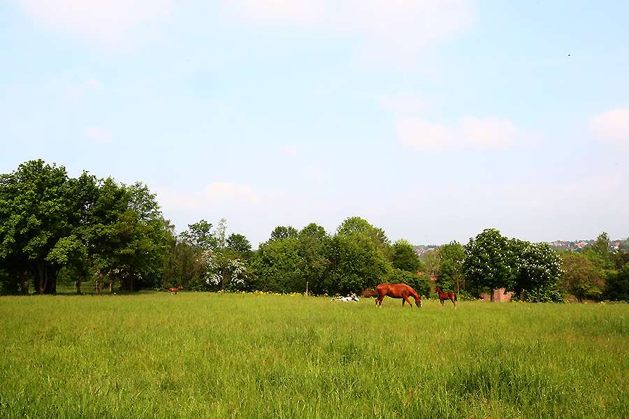 Thumbnail-Wohnung zum Mieten in Helbra 249,00 € 44.67 m²