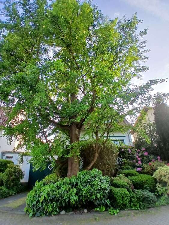 Thumbnail-Haus zum Kaufen in Bergisch Gladbach 719.000,00 € 152 m²