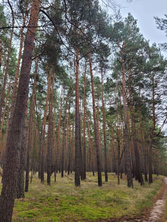 Thumbnail-Grundstück in Tauche 85.000,00 € 97559 m²