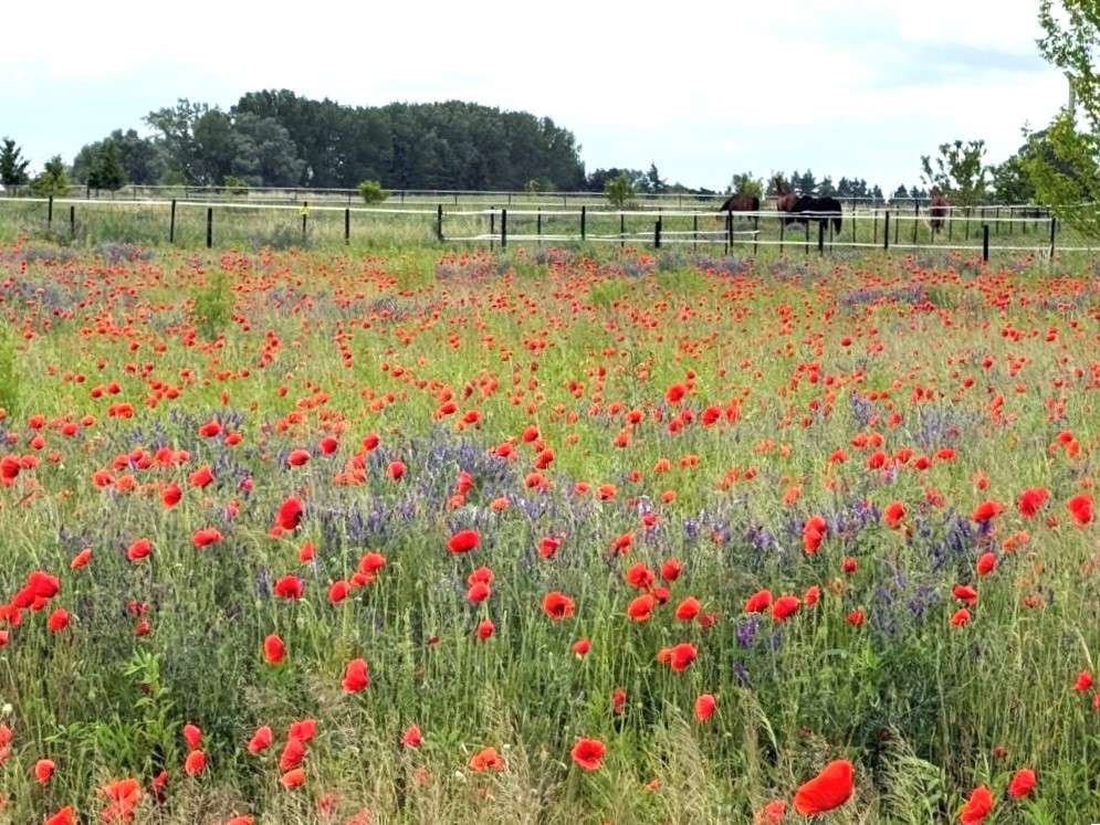 Thumbnail-Grundstück zu verkaufen in Schwante Oberkrämer 444.500,00 € 1491 m²