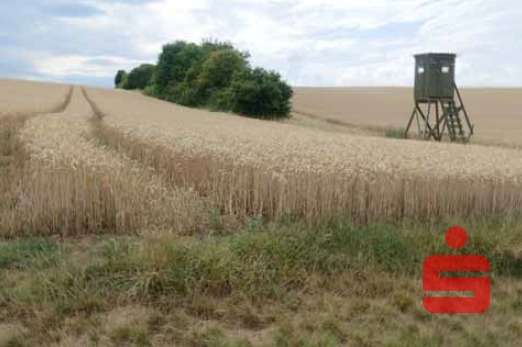 Thumbnail-Grundstück in Dettelbach 43.000,00 € 6813 m²