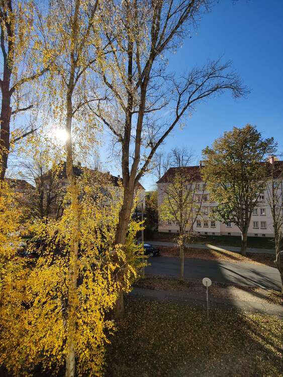 Thumbnail-Wohnung zum Mieten in Zwickau 270,00 € 42 m²