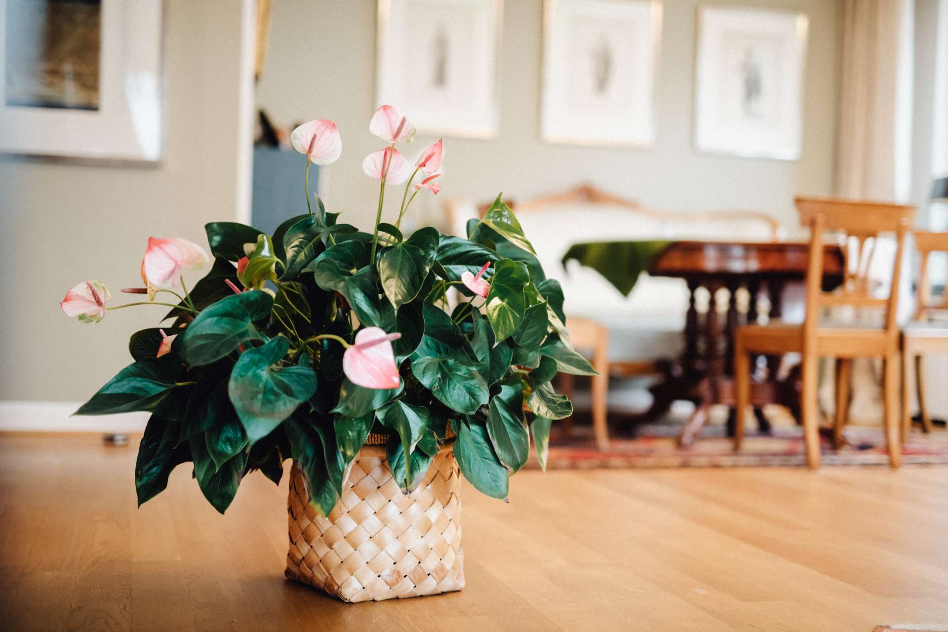 Thumbnail-Wohnung zum Kaufen in Köln 535.000,00 € 98 m²