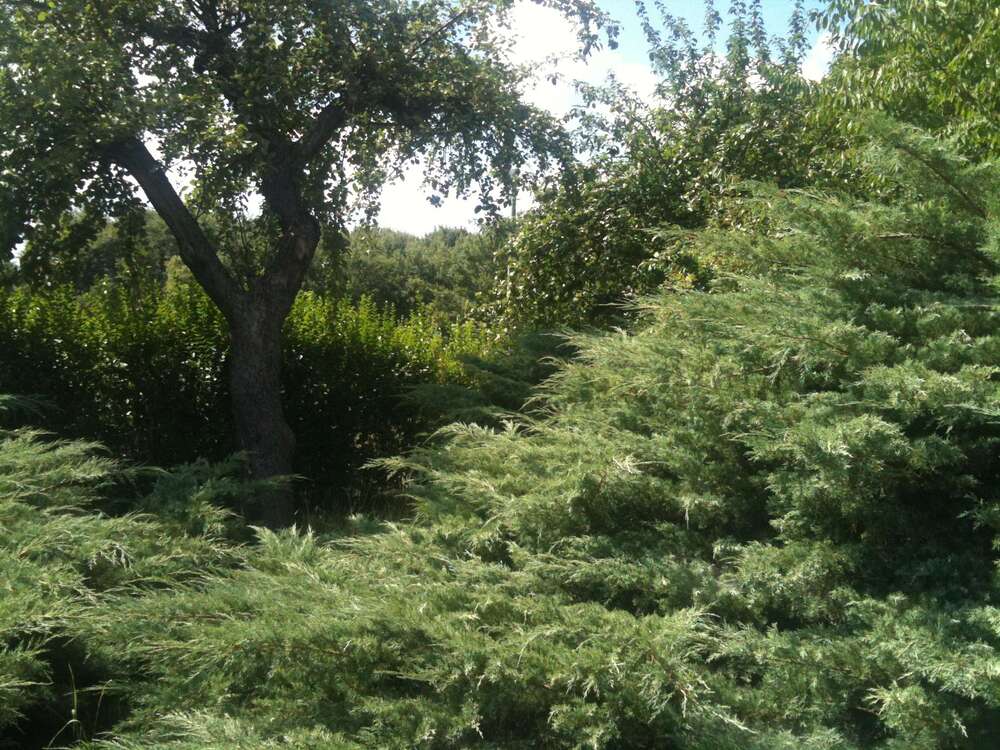 Thumbnail-Haus zum Kaufen in Hönow 521.200,00 € 126 m²