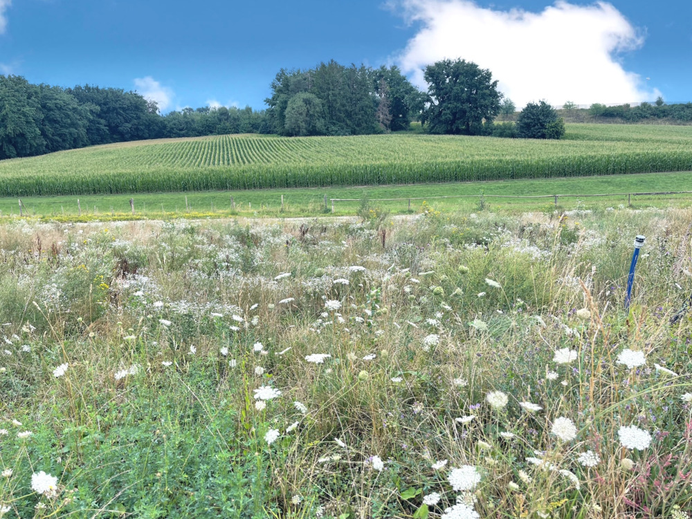 Thumbnail-Grundstück zu verkaufen in Odelzhausen 279.000,00 € 393 m²