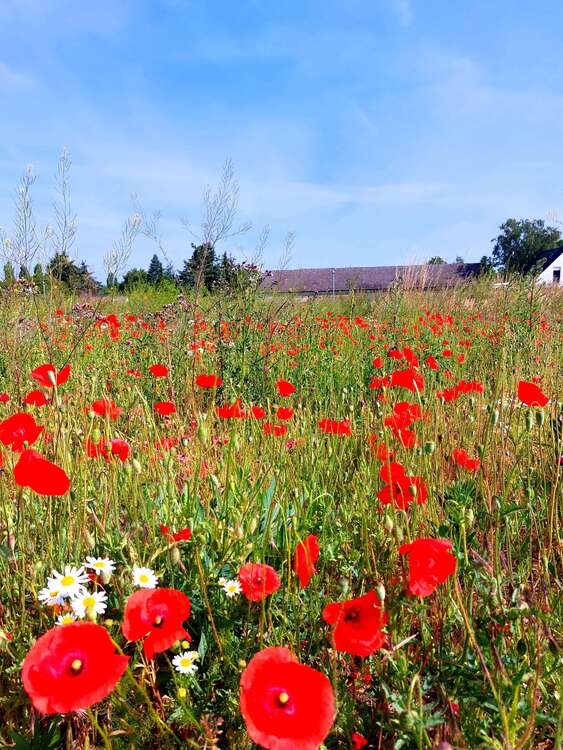 Thumbnail-Grundstück zu verkaufen in Schwante Oberkrämer 219.000,00 € 725 m²