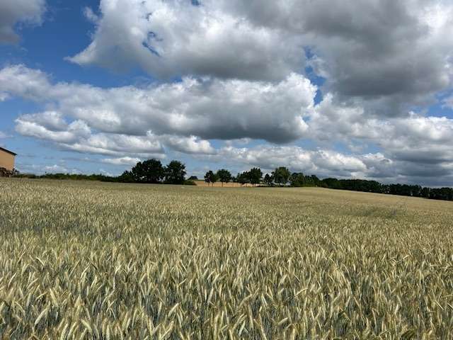 Thumbnail-Grundstück zu verkaufen in Untersiemau Birkach am Forst 152.000,00 € 4000 m²