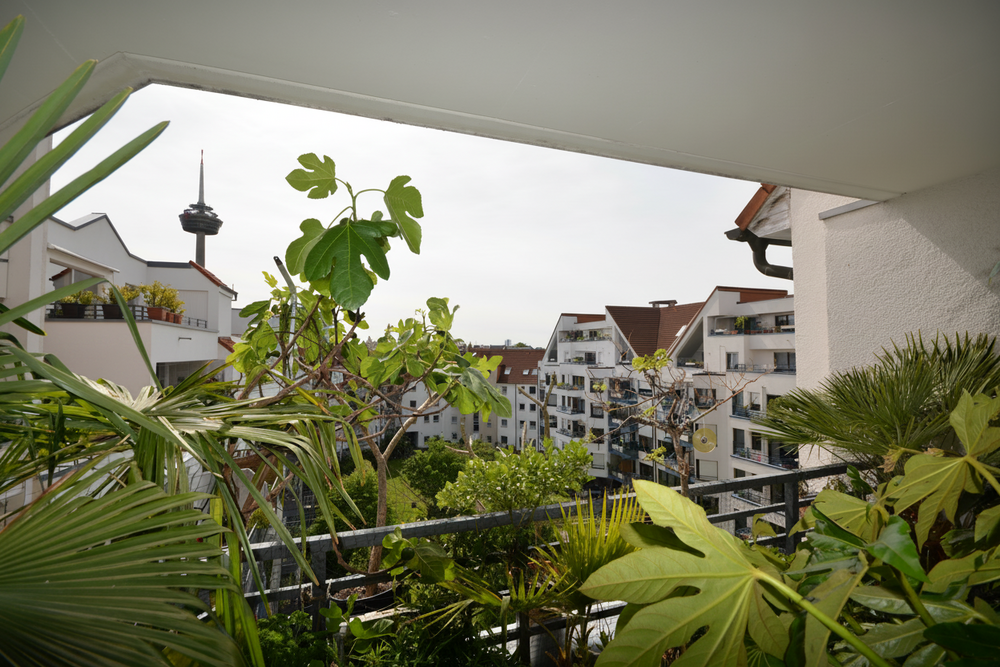 Thumbnail-Wohnung zum Kaufen in Köln 349.000,00 € 60.34 m²