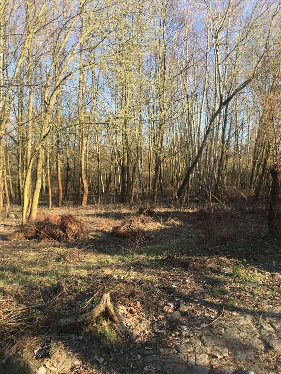 Thumbnail-Grundstück in Kleinmachnow 100.000,00 € 832 m²