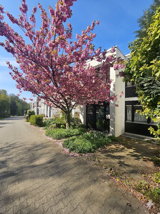 Thumbnail-Haus zum Kaufen in Heidelberg 445.000,00 € 170 m²