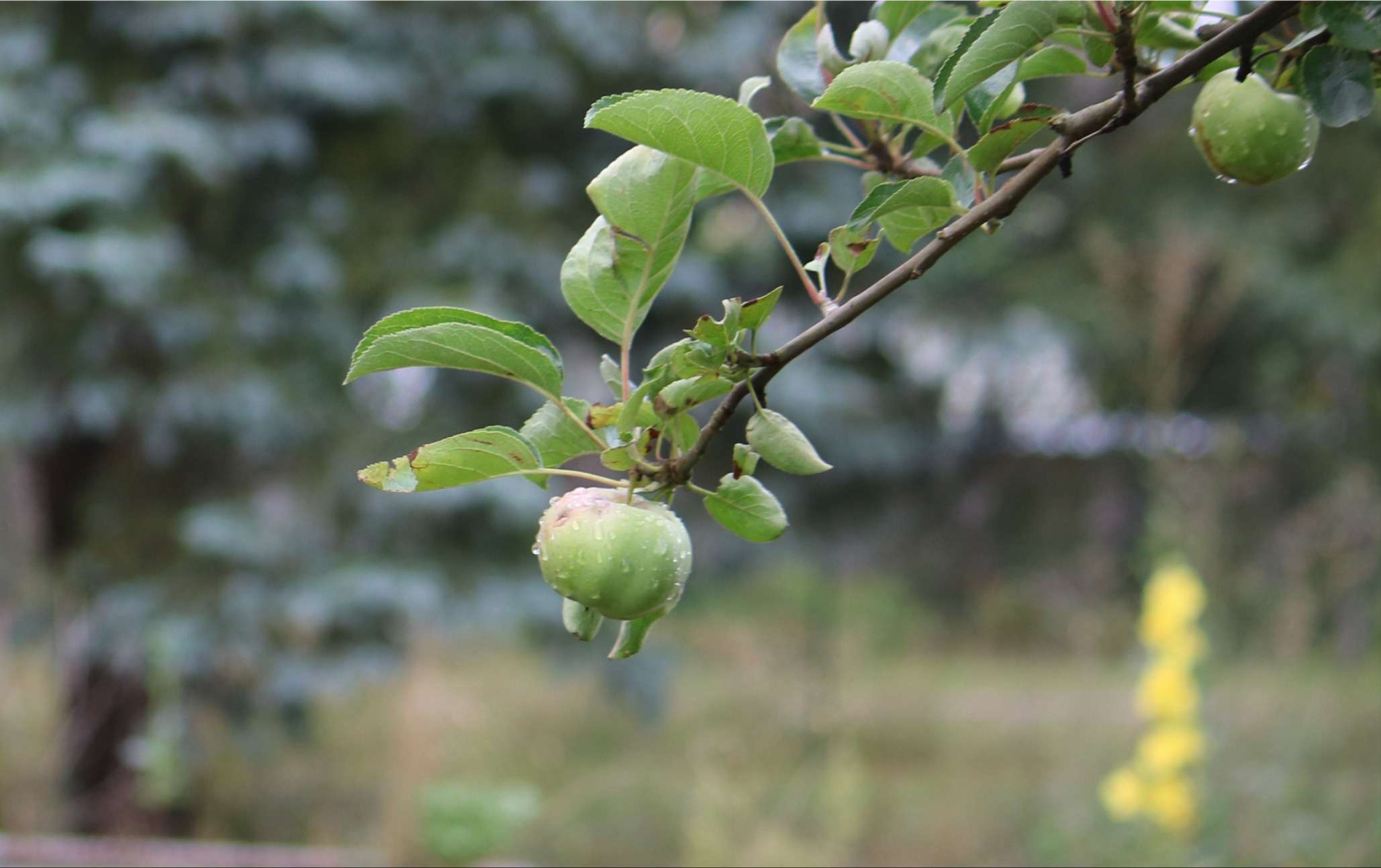 Thumbnail-Grundstück zu verkaufen in Altlandsberg 525.000,00 € 2110 m²