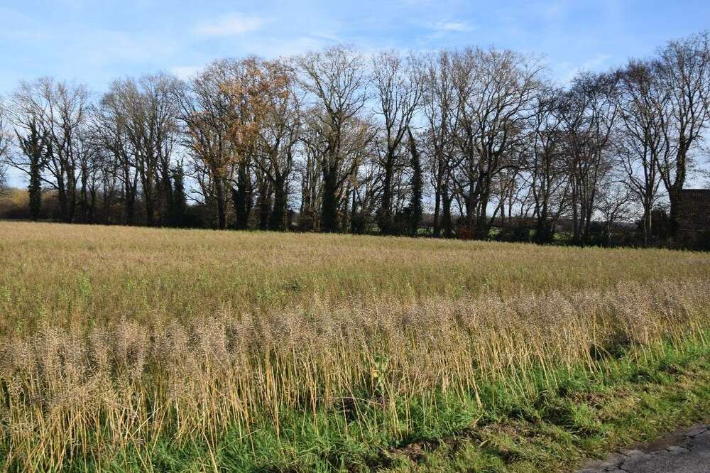 Thumbnail-Grundstück in Nettetal-Leuth 136.200,00 € 13620 m²