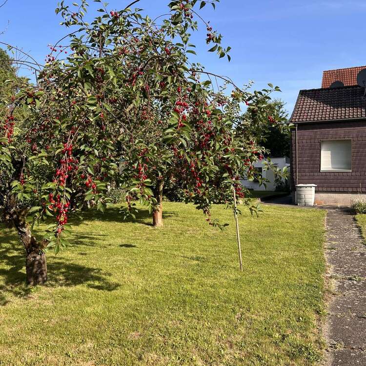 Thumbnail-Haus zum Kaufen in Schwerte 385.000,00 € 188 m²