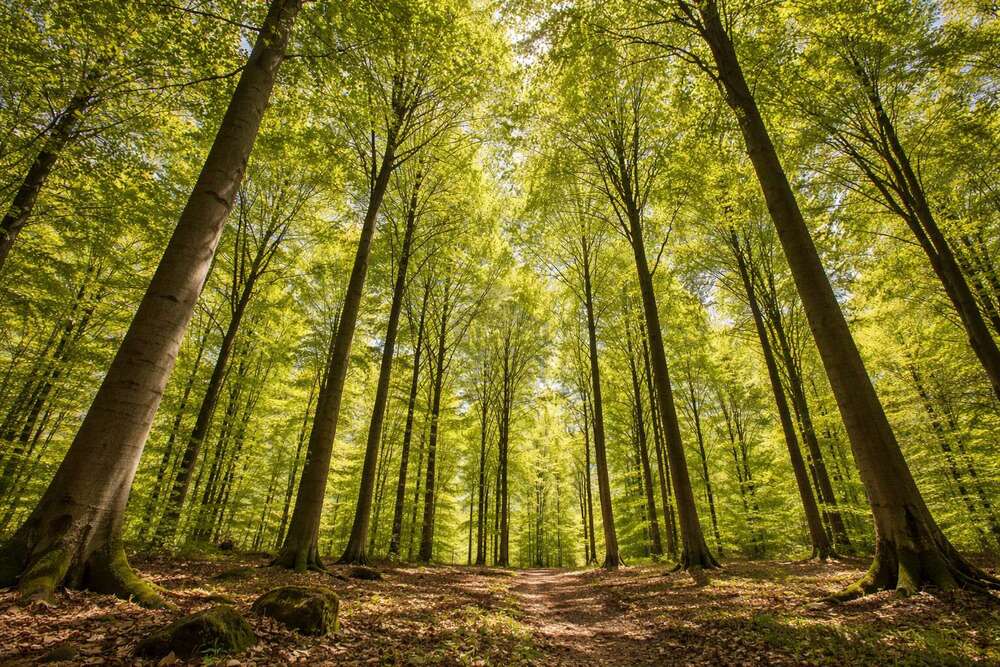 Thumbnail-Grundstück in Porta Westfalica Hausberge 29.000,00 € 6195 m²