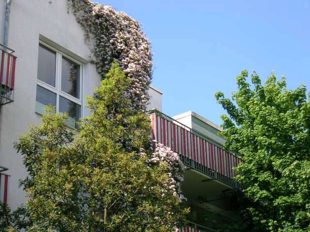 Thumbnail-Wohnung zum Mieten in Frankfurt am Main 1.010,00 € 65 m²