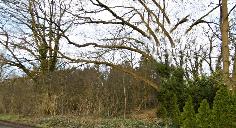 Thumbnail-Grundstück zu verkaufen in Petersfehn II 109.000,00 € 2504 m²