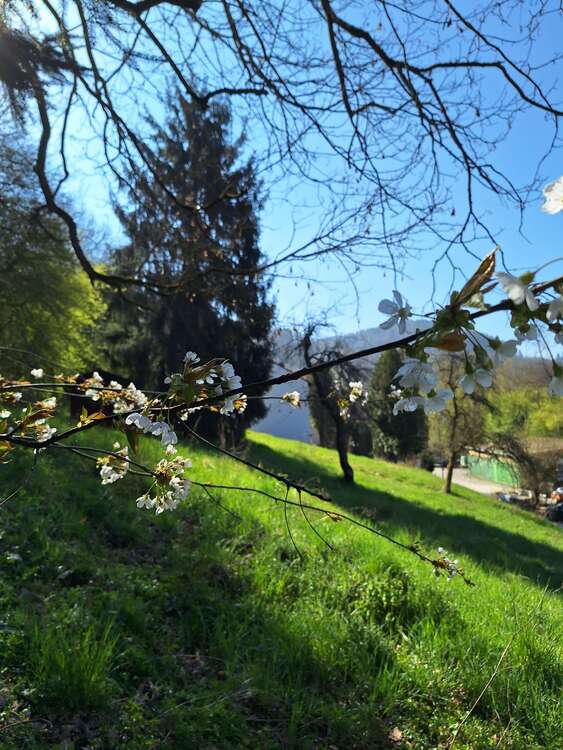 Thumbnail-Grundstück zu verkaufen in Calw-Hirsau 169.000,00 € 1240 m²