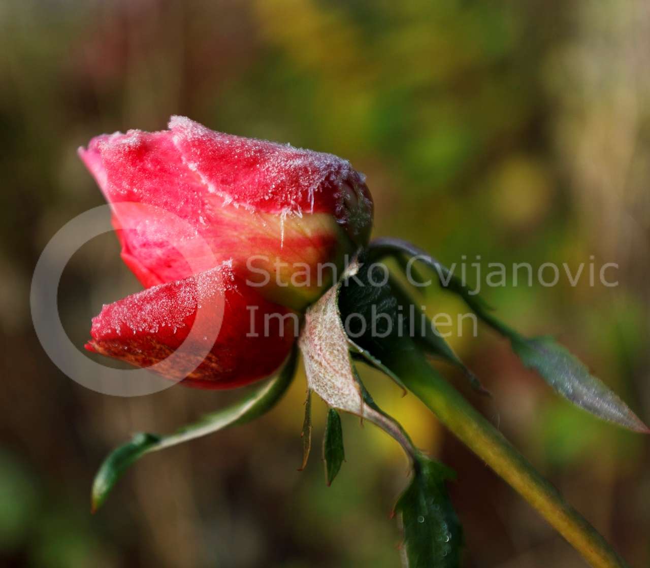 Thumbnail-Haus zum Kaufen in Dachau 819.950,00 € 229 m²