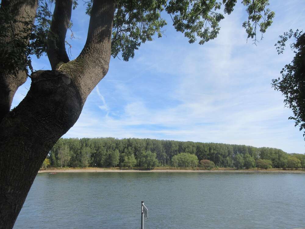 Thumbnail-Wohnung zum Mieten in Bonn 690,00 € 60 m²