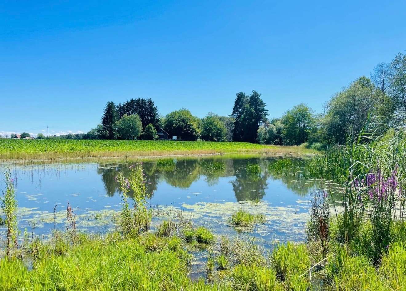 Thumbnail-Haus zum Kaufen in Markdorf 890.000,00 € 90 m²