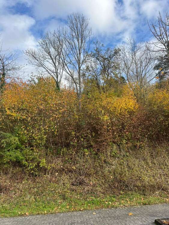 Thumbnail-Grundstück zu verkaufen in Bad Neuenahr 120.000,00 € 315 m²