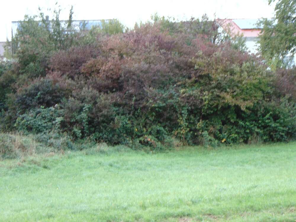 Thumbnail-Grundstück zu verkaufen in Königsbach-Stein 164.000,00 € 315 m²