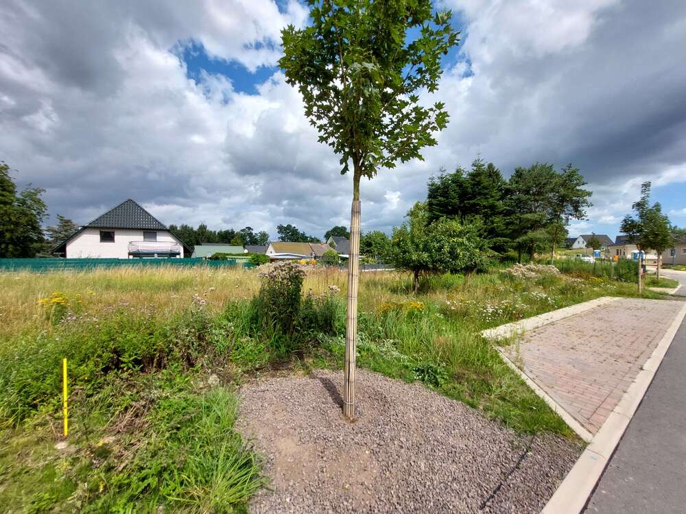 Thumbnail-Grundstück zu verkaufen in Bergen OT Tilzow 97.800,00 € 581 m²