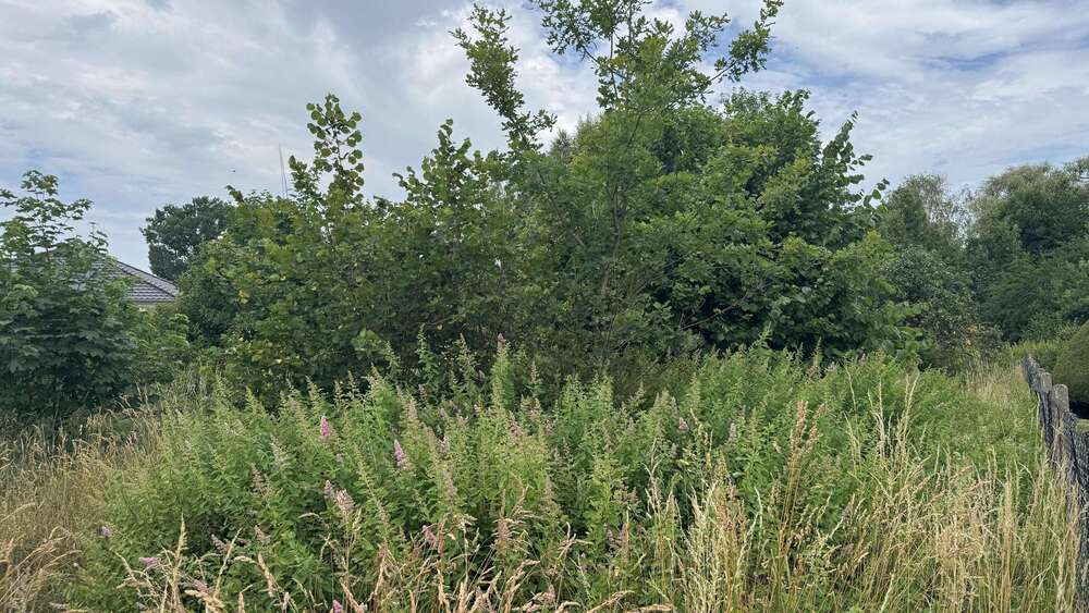 Thumbnail-Grundstück zu verkaufen in Cottbus 250.000,00 € 2764 m²