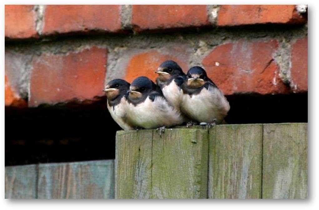 Thumbnail-Haus zum Kaufen in Putlitz 549.000,00 € 165 m²