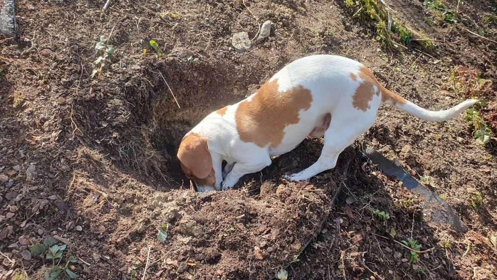 Thumbnail-Haus zum Kaufen in Budenheim 642.966,00 € 140 m²