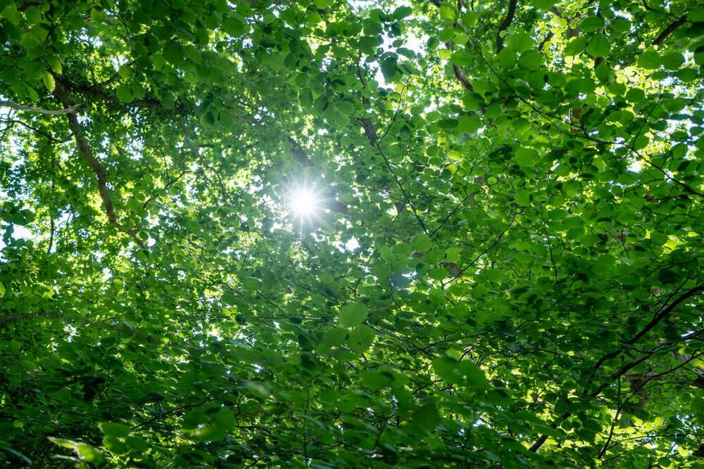 Thumbnail-Grundstück zu verkaufen in Hamburg 2.950.000,00 € 2000 m²