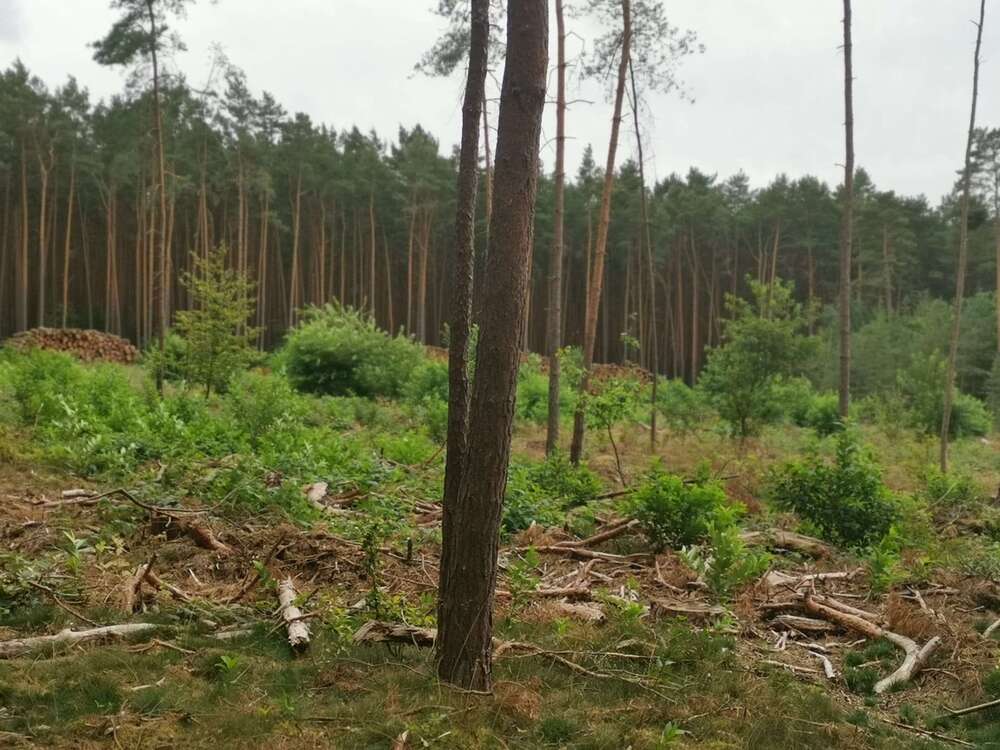 Thumbnail-Grundstück in Schönhausen 38.000,00 € 24966 m²