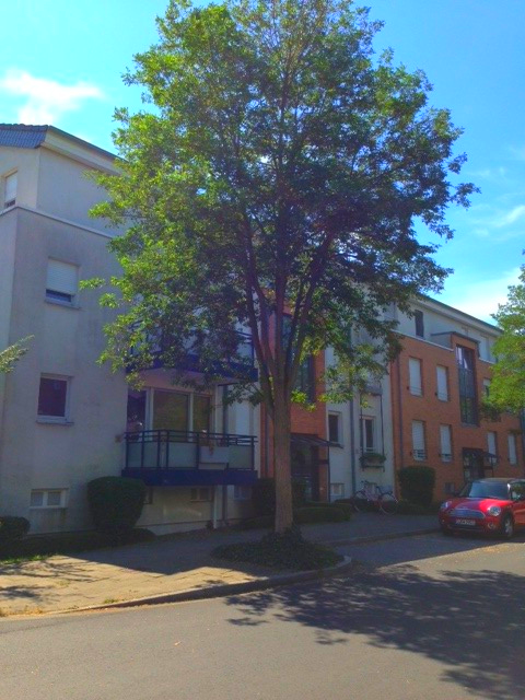 Thumbnail-Wohnung zum Mieten in Düsseldorf 950,00 € 68.09 m²